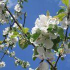 Der Frühling lässt grüssen