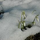 Der Frühling lässt grüssen