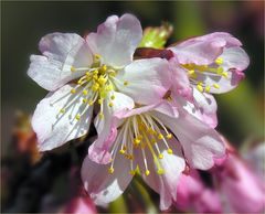 Der Frühling lässt grüßen