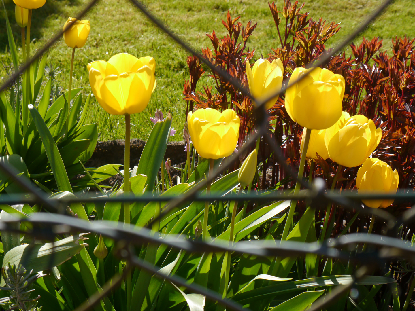 der Frühling lässt leider auf sich warten, trotz Tulpen