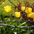 der Frühling lässt leider auf sich warten, trotz Tulpen
