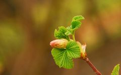 der Frühling lässt mich erwachen...