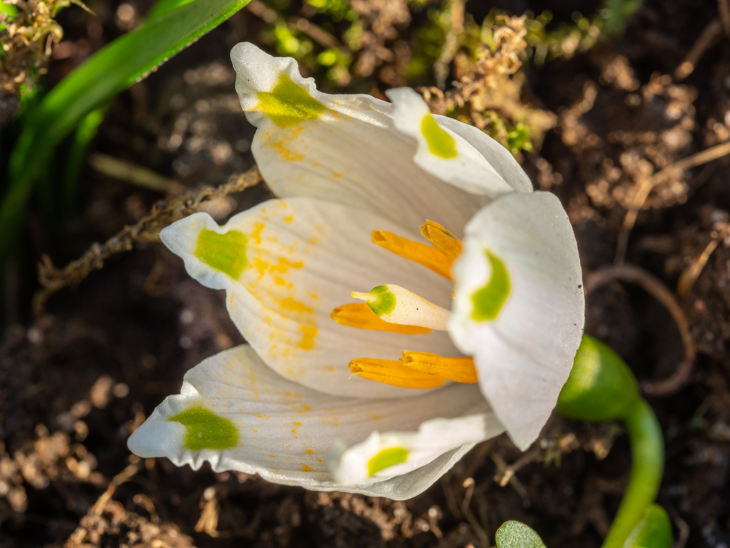 der Frühling läßt schon grüßen