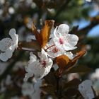 Der Frühling lässt sein blaues Band....