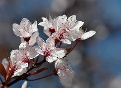 Der Frühling läßt sein blaues Band...