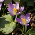 Der Frühling lässt sein blaues Band...