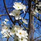 Der Frühling lässt sein blaues Band wieder flattern durch die Lüfte... 