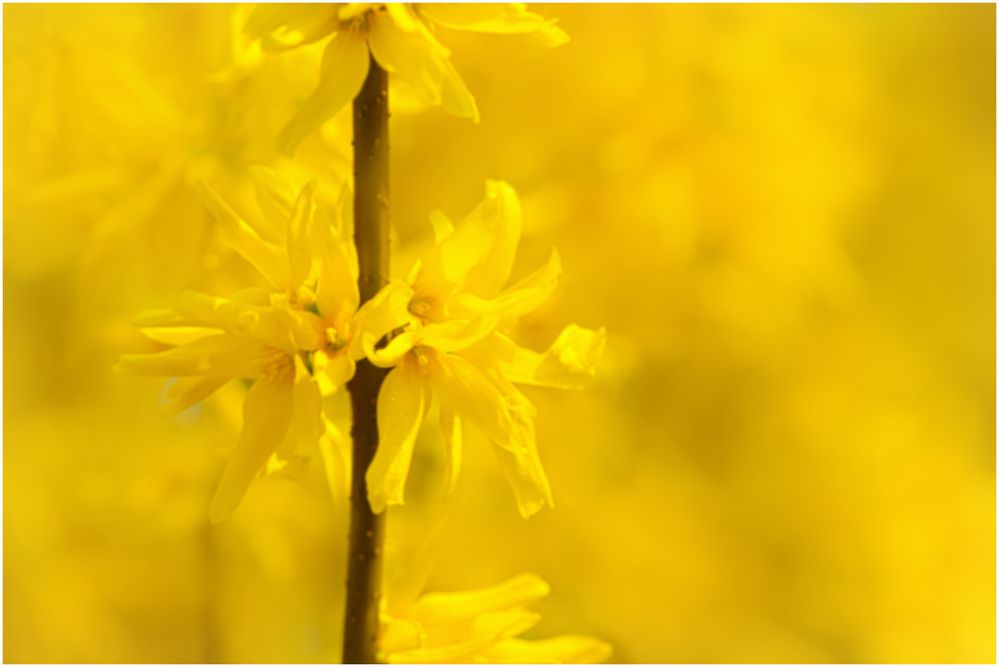 Der Frühling läßt sein gelbes  Band 
