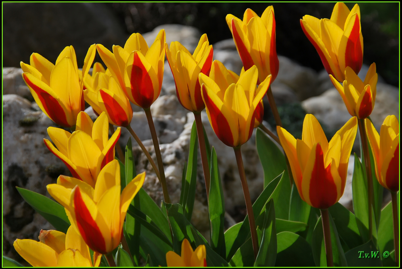 Der Frühling läßt sich blicken (1)