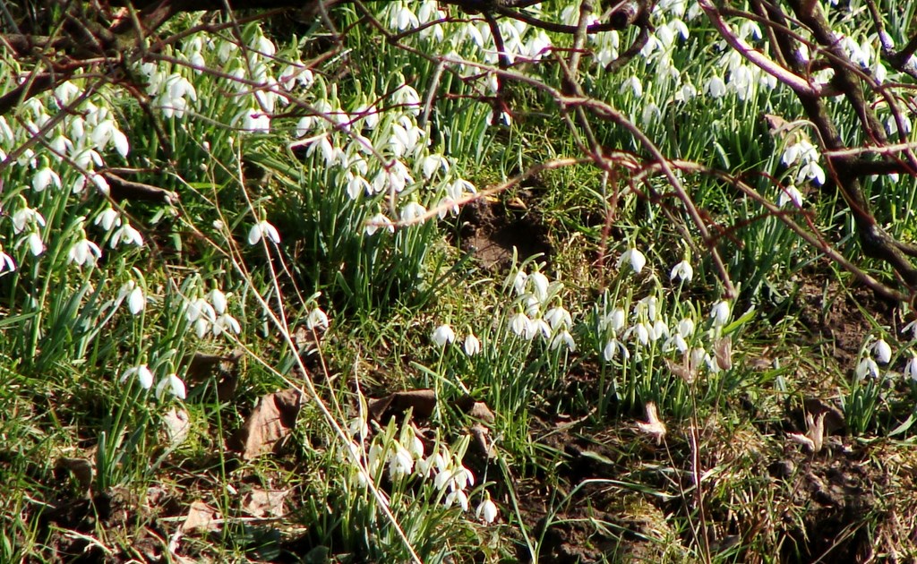 Der Frühling lässt sich blicken.....