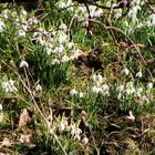 Der Frühling lässt sich blicken.....