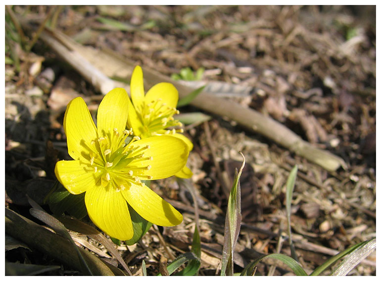 Der Frühling lässt sich blicken ...