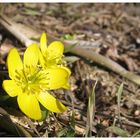 Der Frühling lässt sich blicken ...