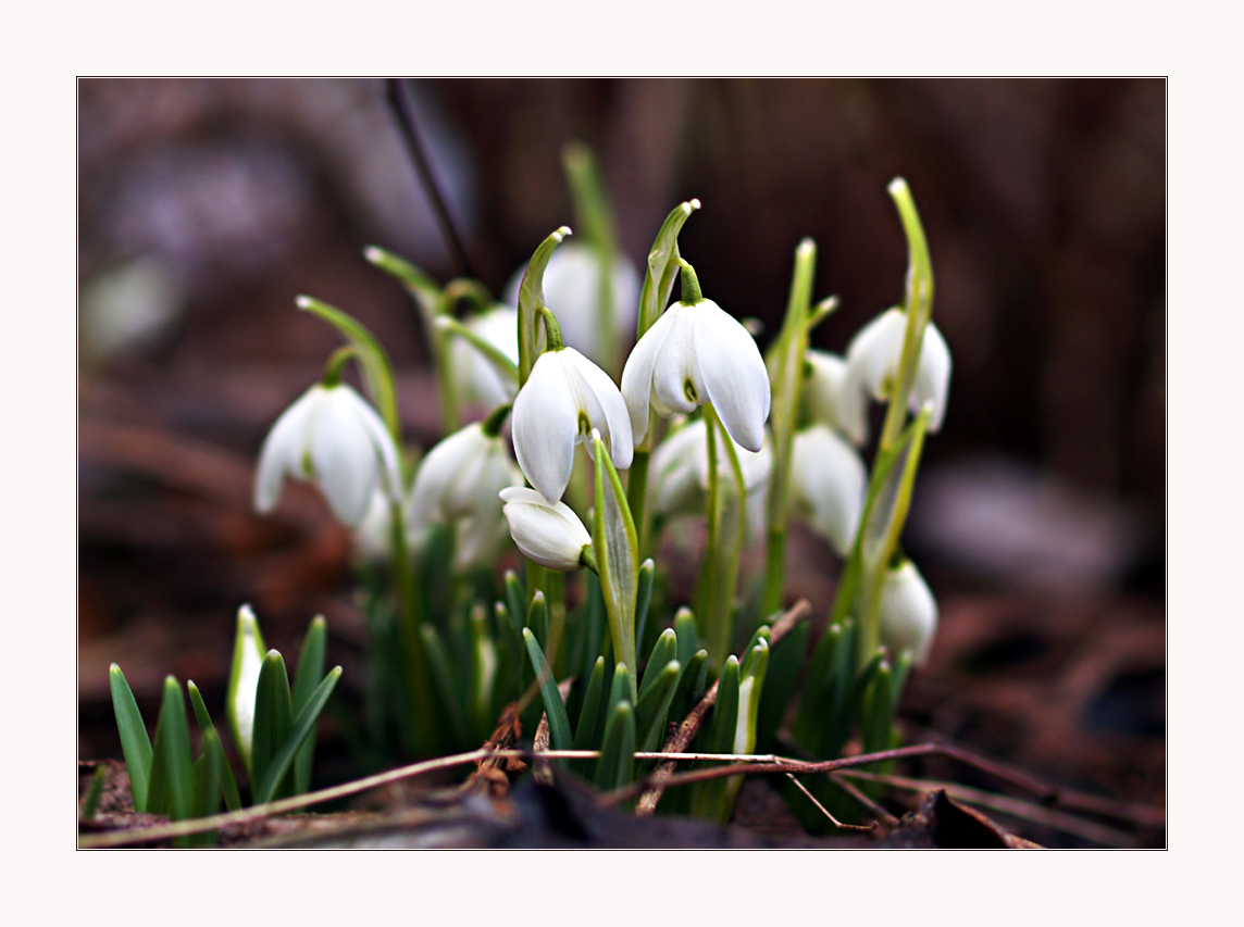 Der Frühling lässt sich nicht aufhalten ...