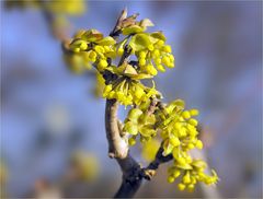 Der Frühling lässt sich nicht entmutigen