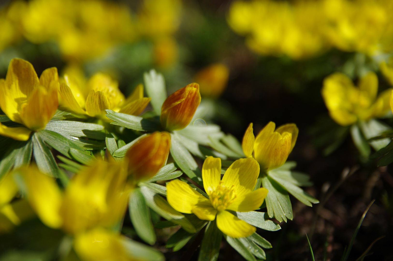 Der Frühling lässt sich nicht mehr aufhalten ;)