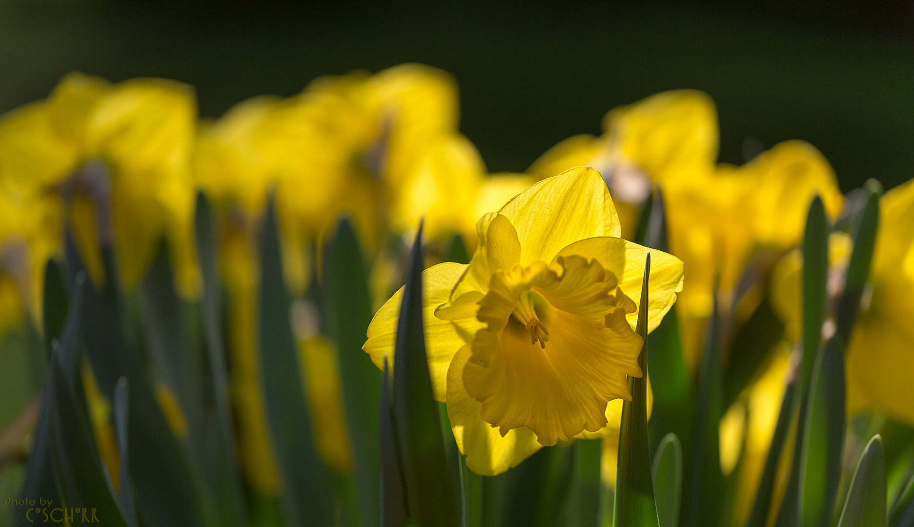 Der Frühling lässt sich nicht mehr aufhalten :-)