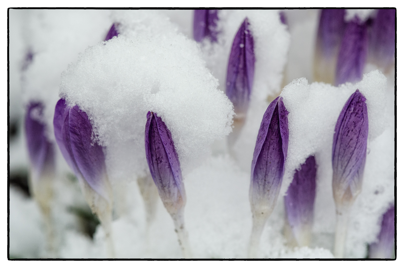 Der Frühling läßt warten....