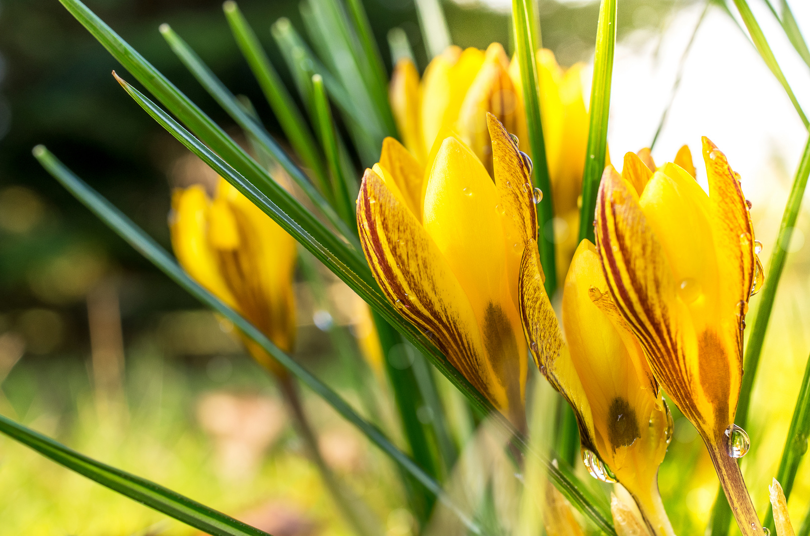 Der Frühling lebt