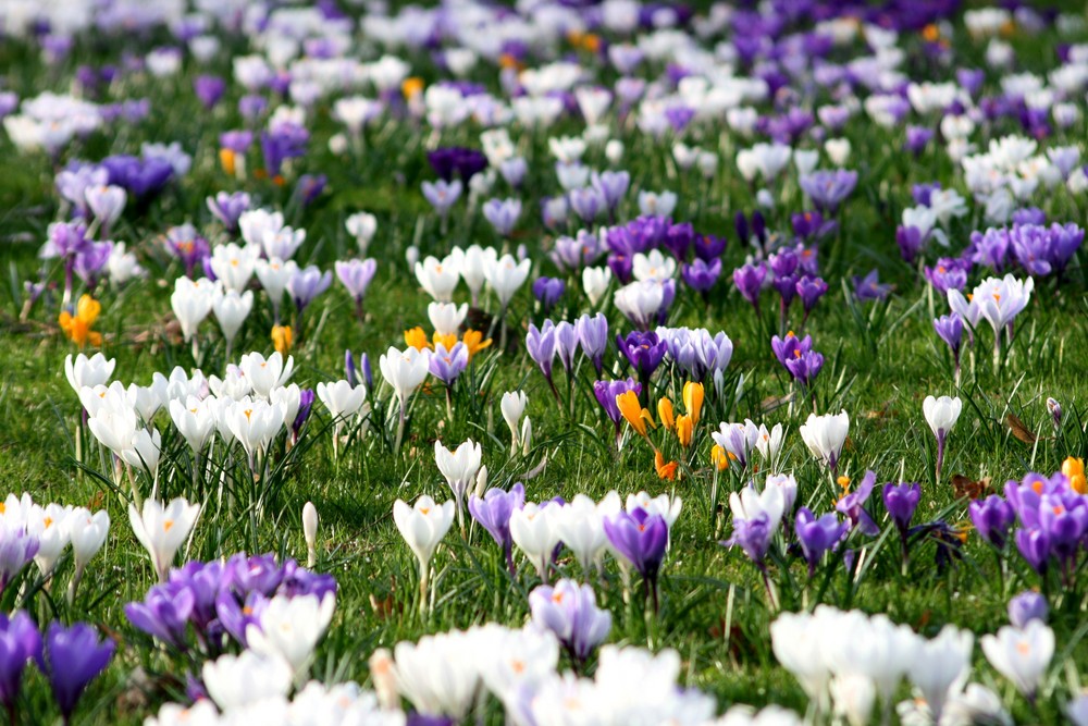 Der Frühling legt ein buntes Tuch auf die Wiesen