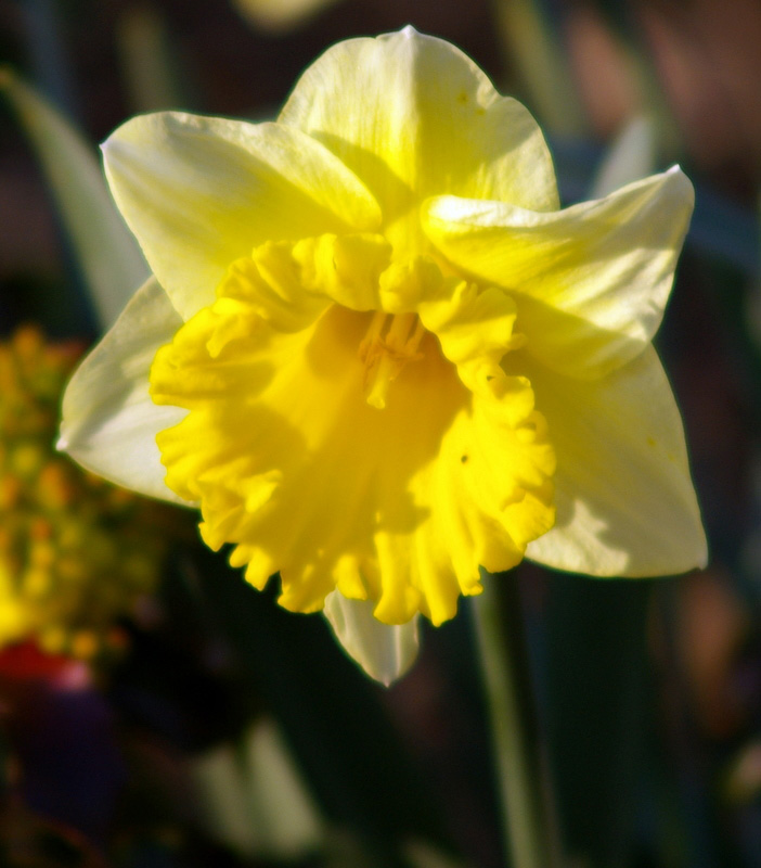 Der Frühling leuchtet