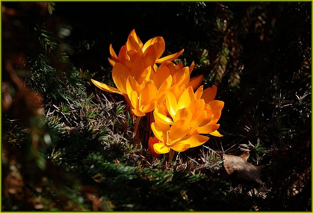 Der Frühling leuchtet...