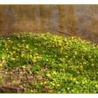 Der Frühling liebt Gelb