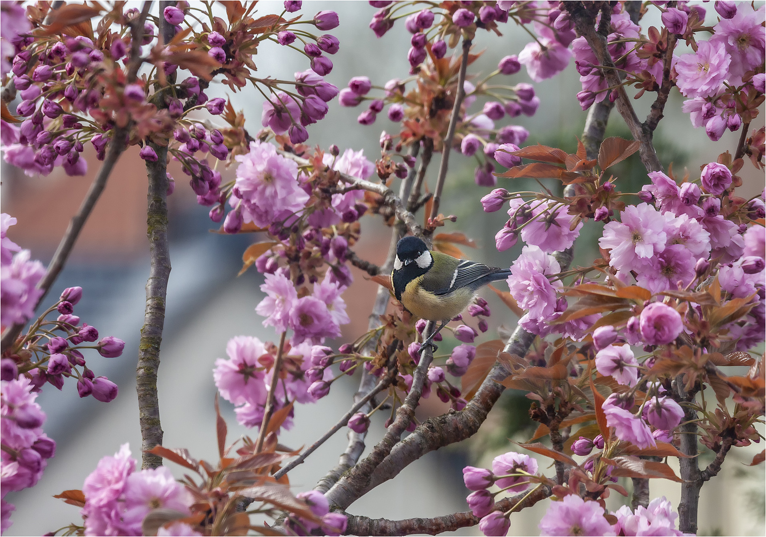 ... der Frühling lockt ...