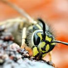 Der Frühling lockt die Wespen