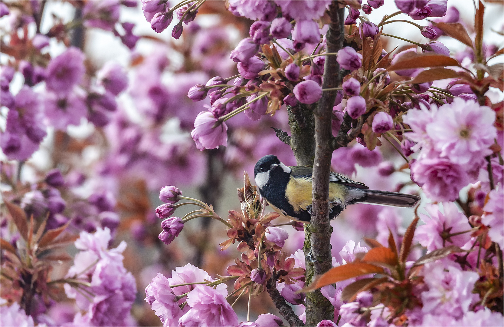 ... der Frühling lockt II ...