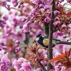 ... der Frühling lockt II ...