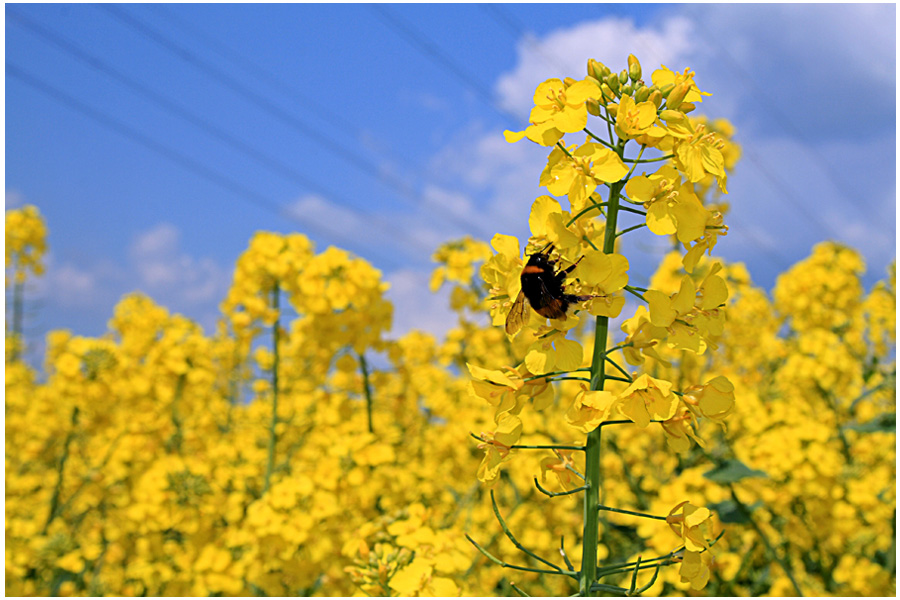 Der Frühling lockt nicht nur Menschen