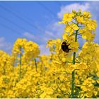 Der Frühling lockt nicht nur Menschen