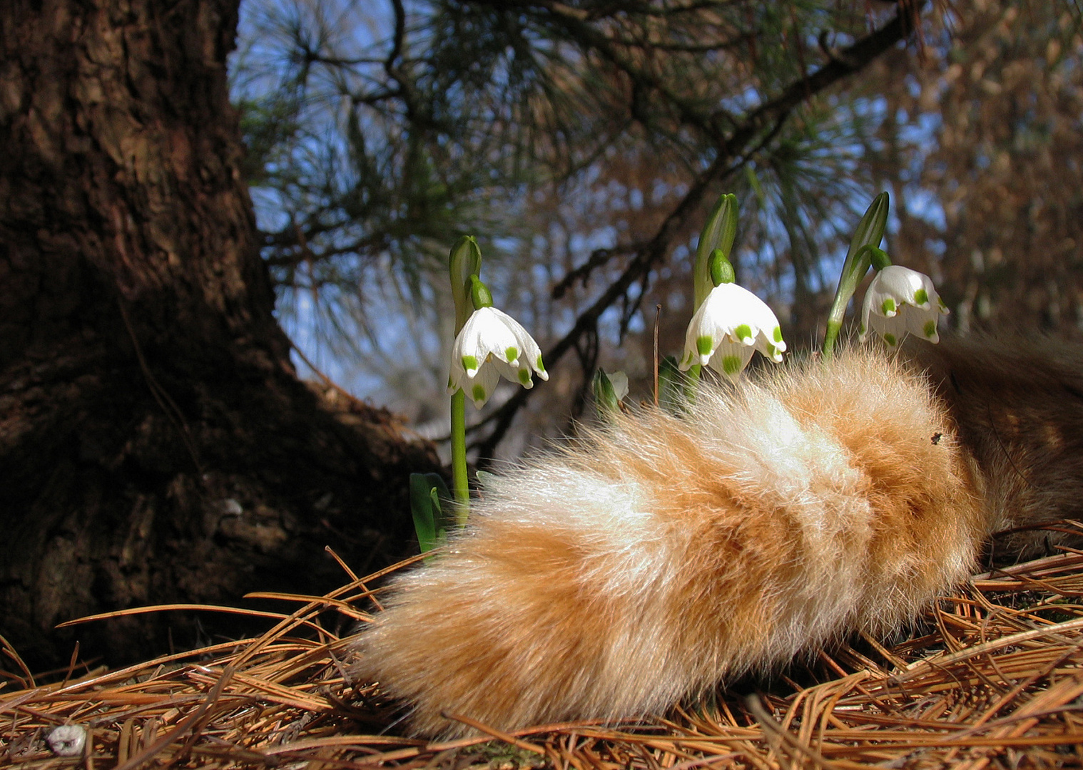 Der Frühling macht einen