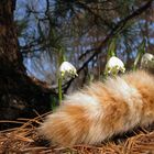 Der Frühling macht einen