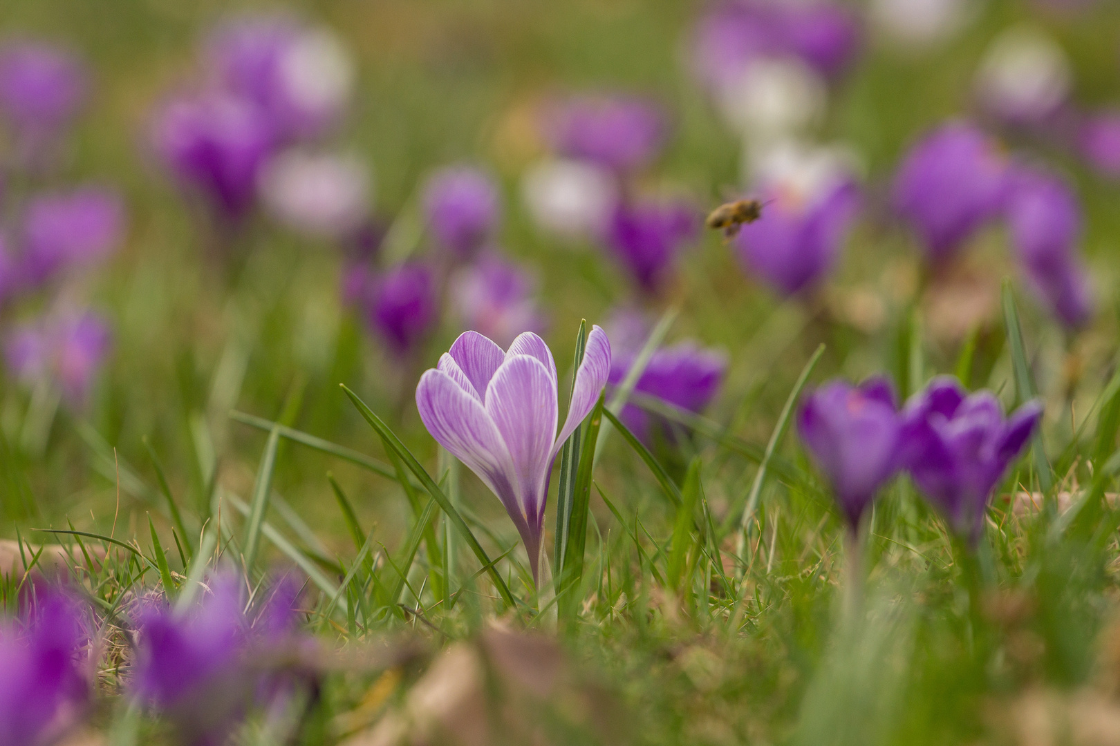 Der Frühling macht grad den Abflug...