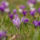 Der Frühling macht grad den Abflug...