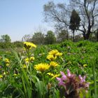 der Frühling macht lustig