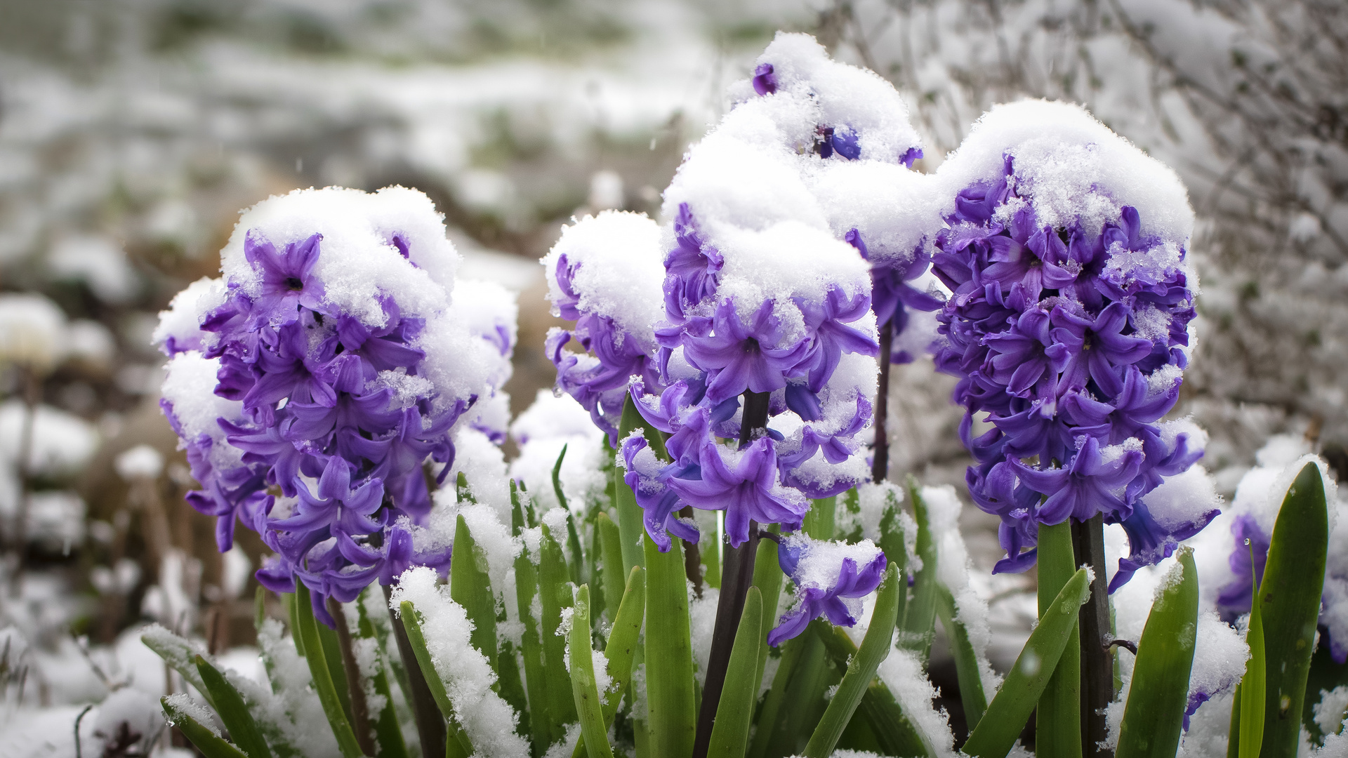 der Frühling macht Pause