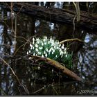 Der Frühling mal anders