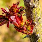 Der Frühling malt die Natur neu