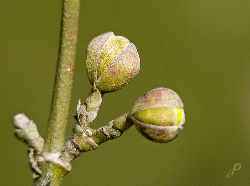 ... der Frühling meldet sich ...