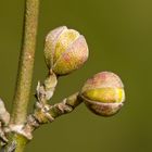 ... der Frühling meldet sich ...