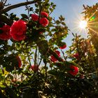 Der Frühling meldet sich