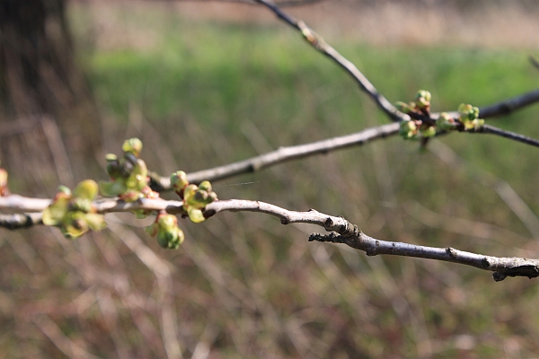 Der Frühling mit aller Kraft