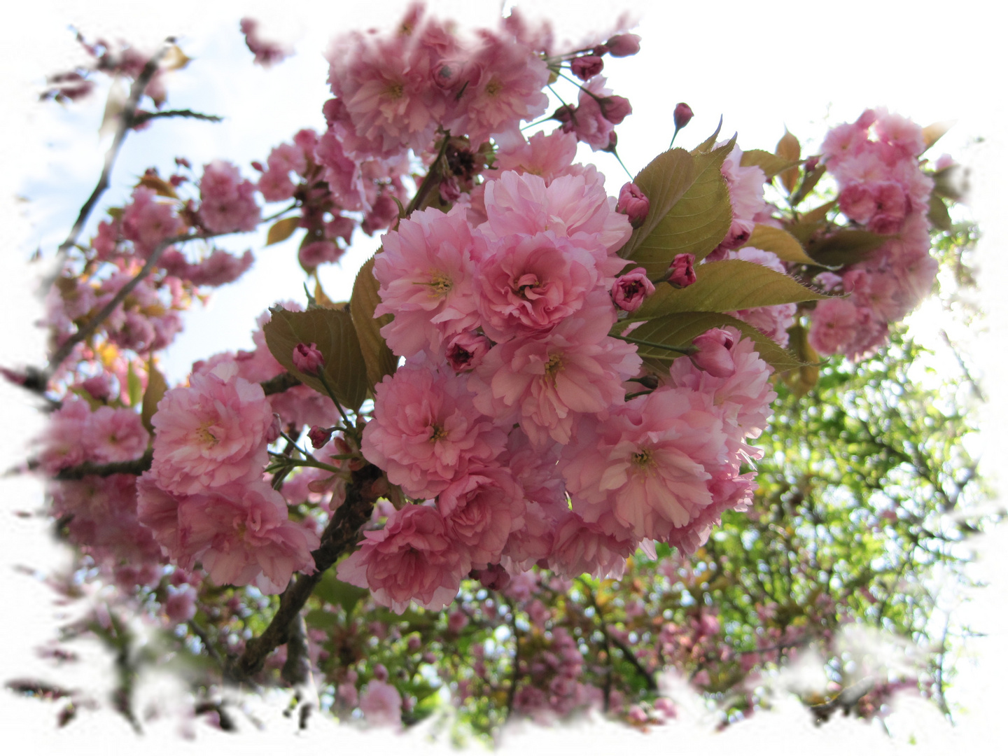 der Frühling mit seinen herrlichen Blüten