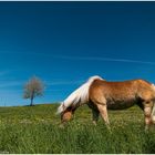 der Frühling mit seinen saftigen Wiesen kommt