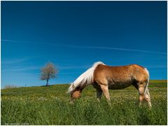 der Frühling mit seinen saftigen Wiesen kommt