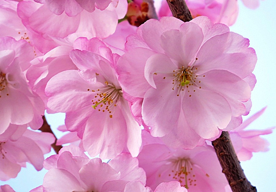 Der Frühling mit seinen zarten Farben