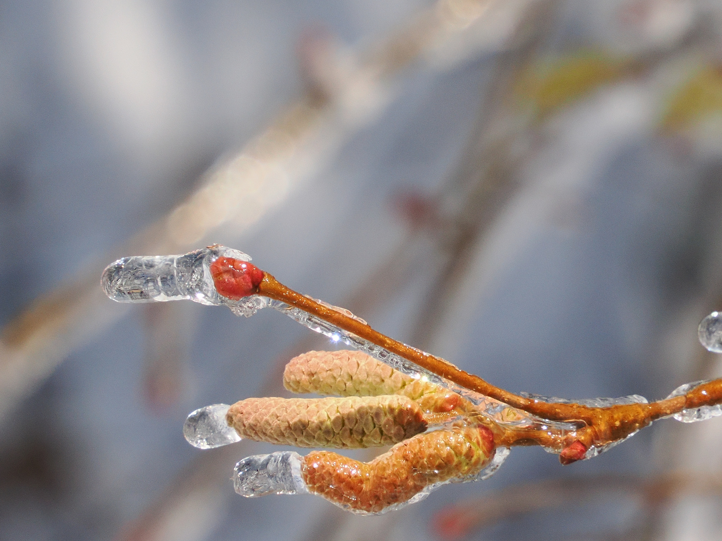 Der Frühling muss noch warten